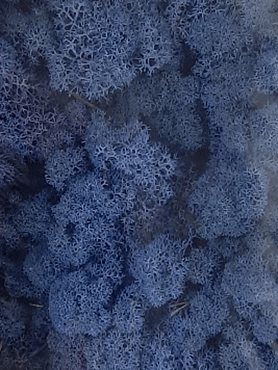 Стабилизированный мох Reindeer moss royal blue (6 windowкоробка = примерно. 0,45 m²)