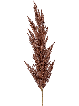 Grass pampas branch brown