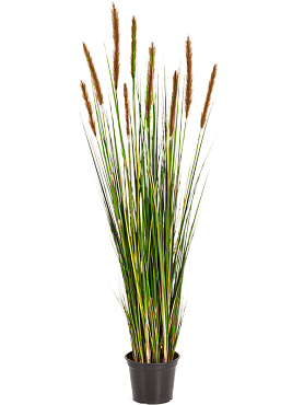 Grass foxtail bush