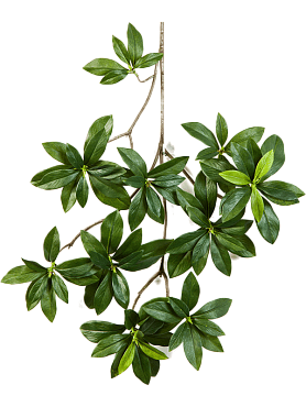Euonymus japonicus branch