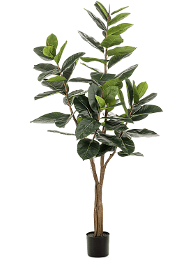 Ficus elastica branched (65 lvs.)