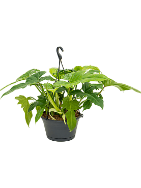 Philodendron 'dragon' hanger
