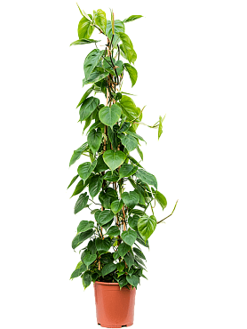 Philodendron scandens pyramid