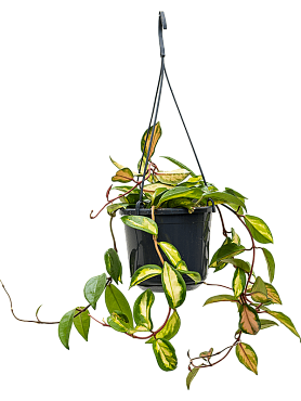 Hoya carnosa 'tricolor' hanger