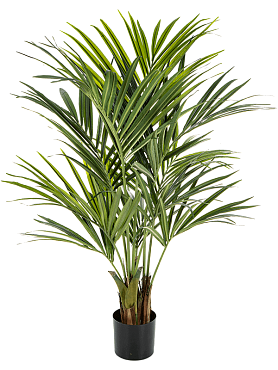 Kentia 5' palm (172 lvs.)