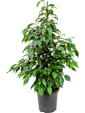 Ficus benjamina 'danielle' tuft