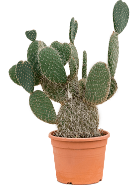 Opuntia bergeriana branched