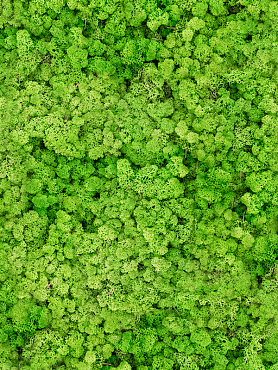 Стабилизированный мох Reindeer moss light grass green (bulk примерно. 0,45 m²)