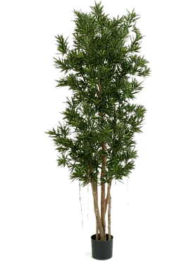 Podocarpus branched