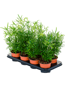 Asparagus falcatus 8/tray bush