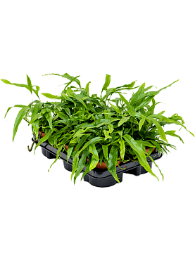 Microsorum diversifolium 6/tray