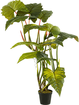 Colocasia bush (2 parts)