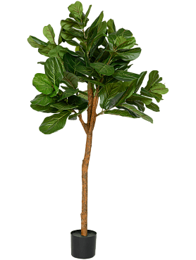 Ficus lyrata branched