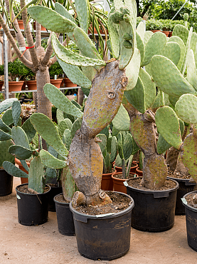 Opuntia indica branched