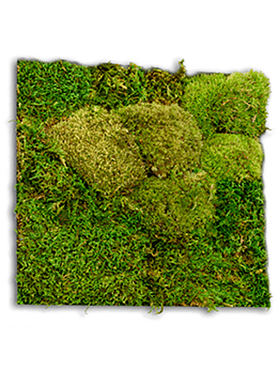 Стабилизированный мох Sample 50%/50% flatt/ball moss