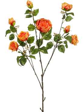 Rose london orange