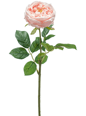 Rose jenny rt pink
