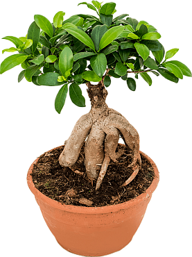 Ficus microcarpa 'ginseng' bonsai