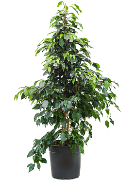 Ficus benjamina 'danielle' tuft
