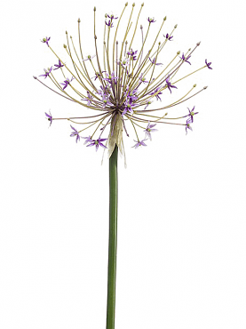 Allium lilac