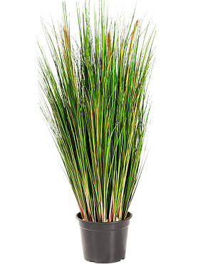 Grass foxtail bush