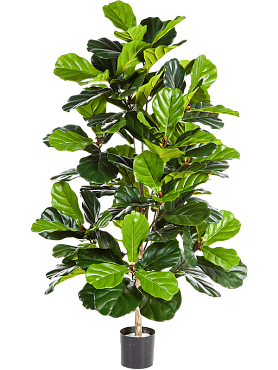 Ficus lyrata bush