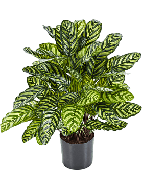 Calathea bush (88 lvs.)