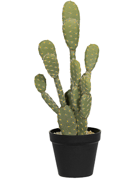 Cactus opuntia tuft