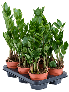 Zamioculcas zamiifolia 6/tray tuft