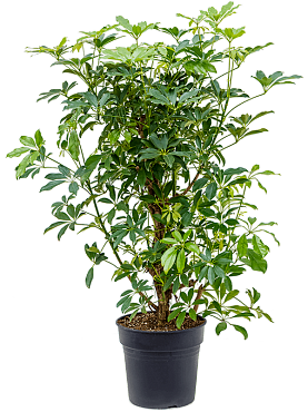 Schefflera arboricola 'compacta' branched