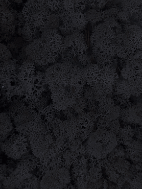 Стабилизированный мох Reindeer moss black (6 windowкоробка = примерно. 0,45 m²)