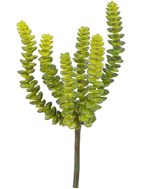 Crassula perforata green (6x)