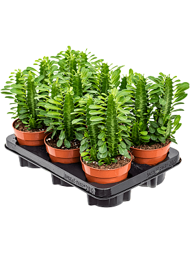 Euphorbia trigona 6/tray green