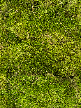 Стабилизированный мох Longmoss forest green (bulk = примерно. 1.25 m²)