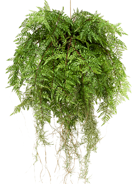 Fern with roots hanging bush