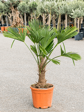 Trachycarpus wagnerianus stem (30-40)