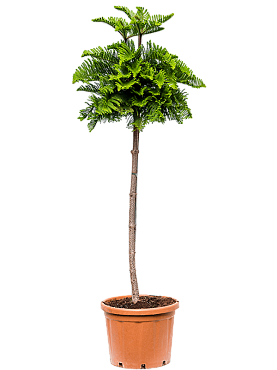Araucaria heterophylla (200-250) stem