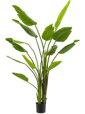 Strelitzia nicolai tuft (13 lvs.)