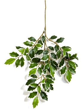 Ficus folia var. branch