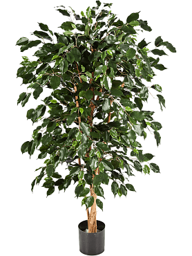 Ficus nitida exotica branched