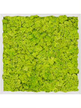 Картина из мха aluminum 100% reindeer moss (spring green)
