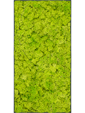 Картина из мха stiel l ral 7016 matt 100% reindeer moss (spring green)