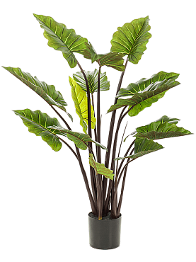 Colocasia tuft (14 lvs.)