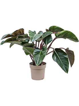 Philodendron 'red beauty' bush