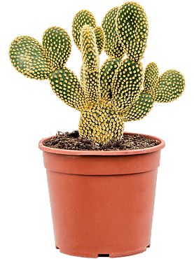 Opuntia microdasys branched