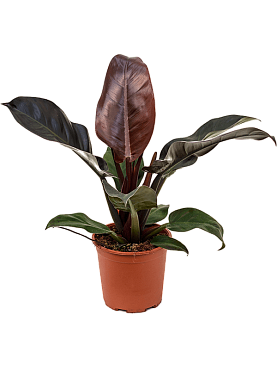 Philodendron `imperial red' bush