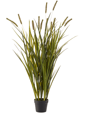 Grass cattails bush