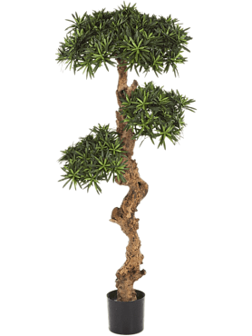 Podocarpus branched