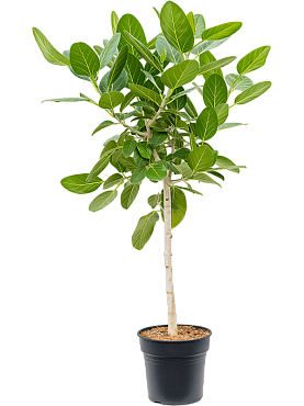 Ficus benghalensis 'audrey' stem