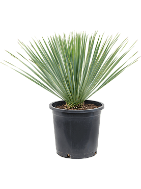 Yucca rostrata stem